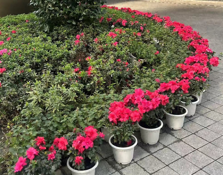 Chongqing Prosper International Trade Co., Ltd. productielijn van de fabrikant